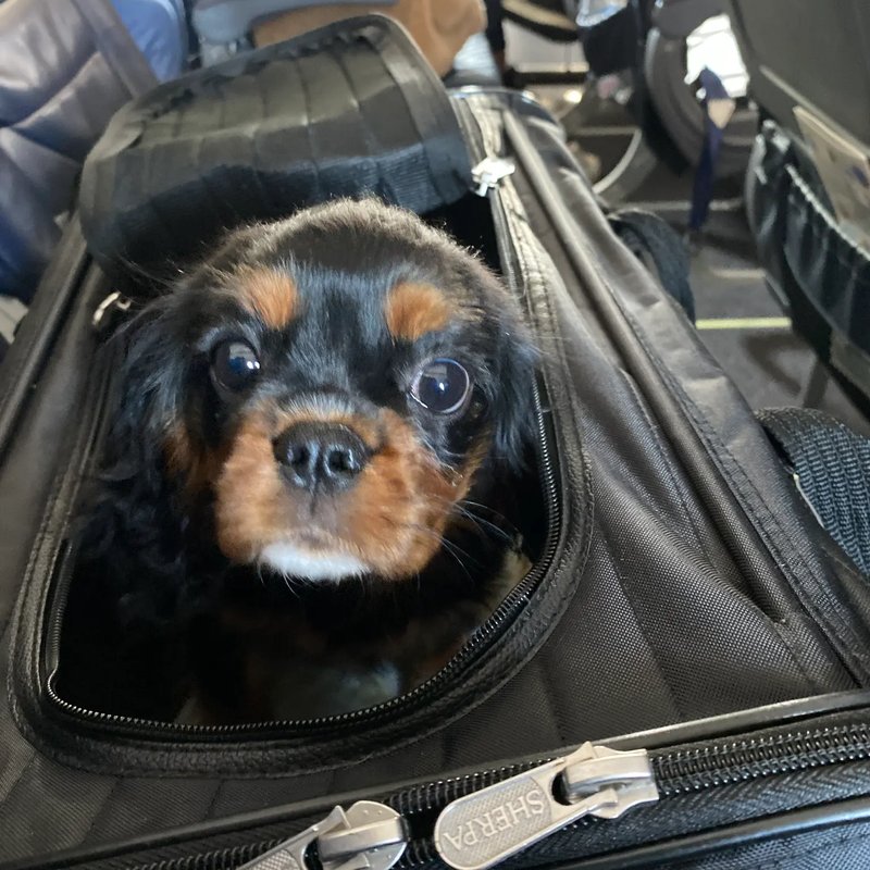 Safe journey for your furry friend