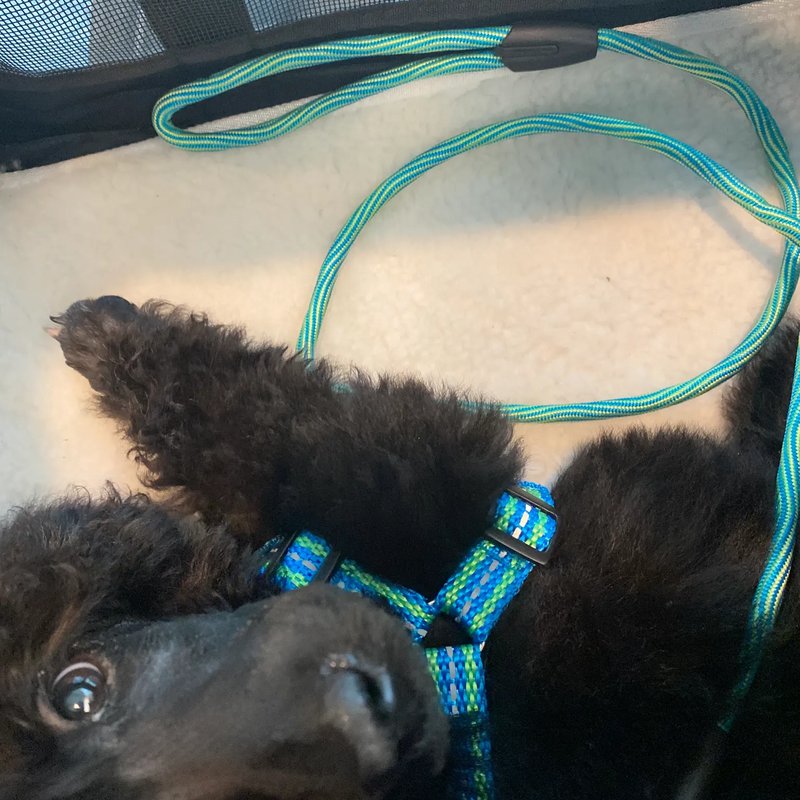 Quality pet transport care