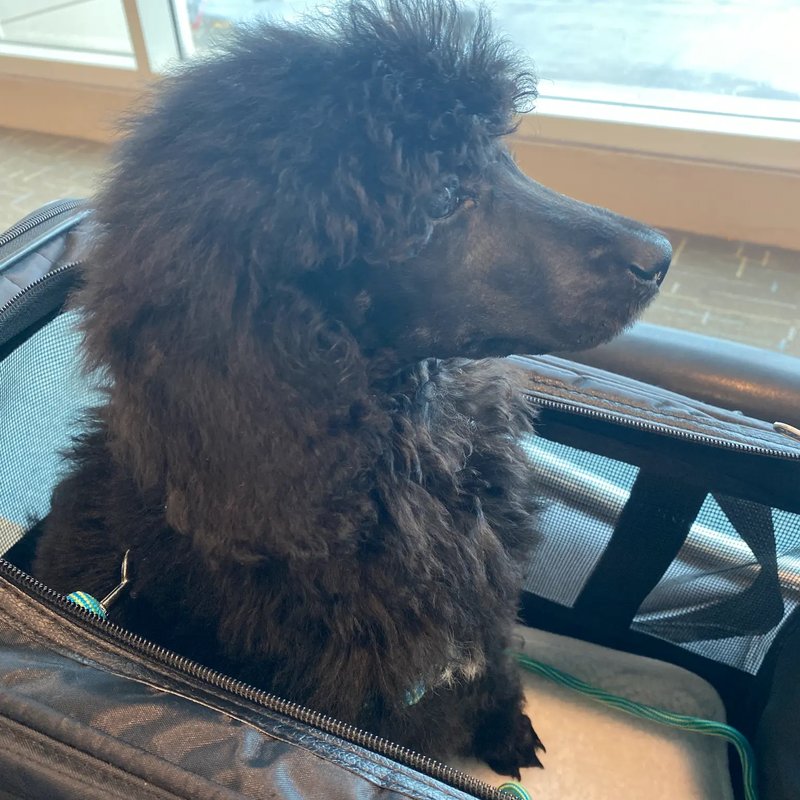 Experienced pet handlers