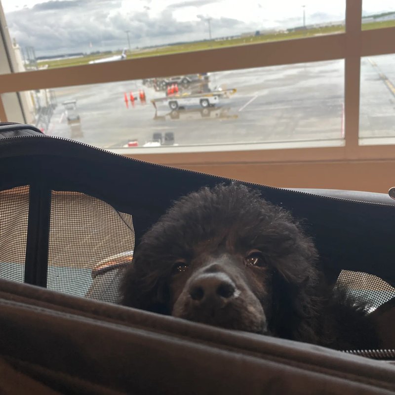 Safe travels for all breeds