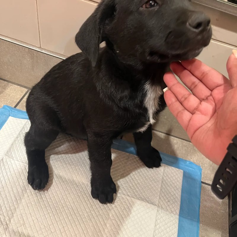 Premium pet transport service