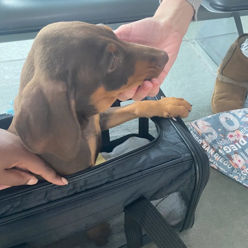 Door-to-door pet delivery