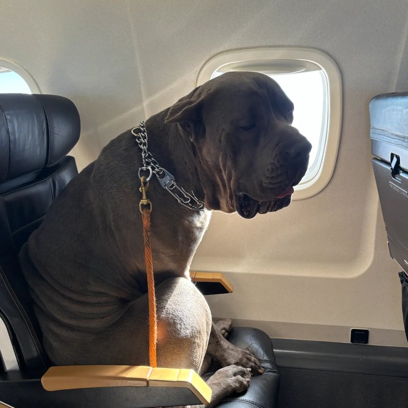 Cozy travel setup for pets