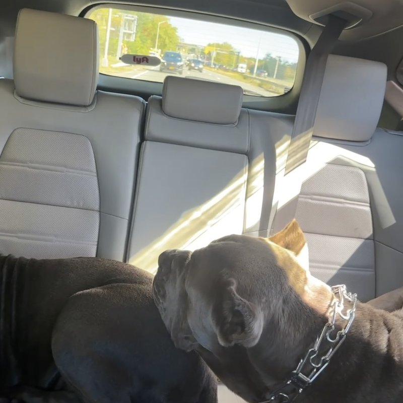 Safe and secure pet transport