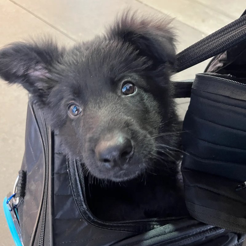 Attentive care during transport