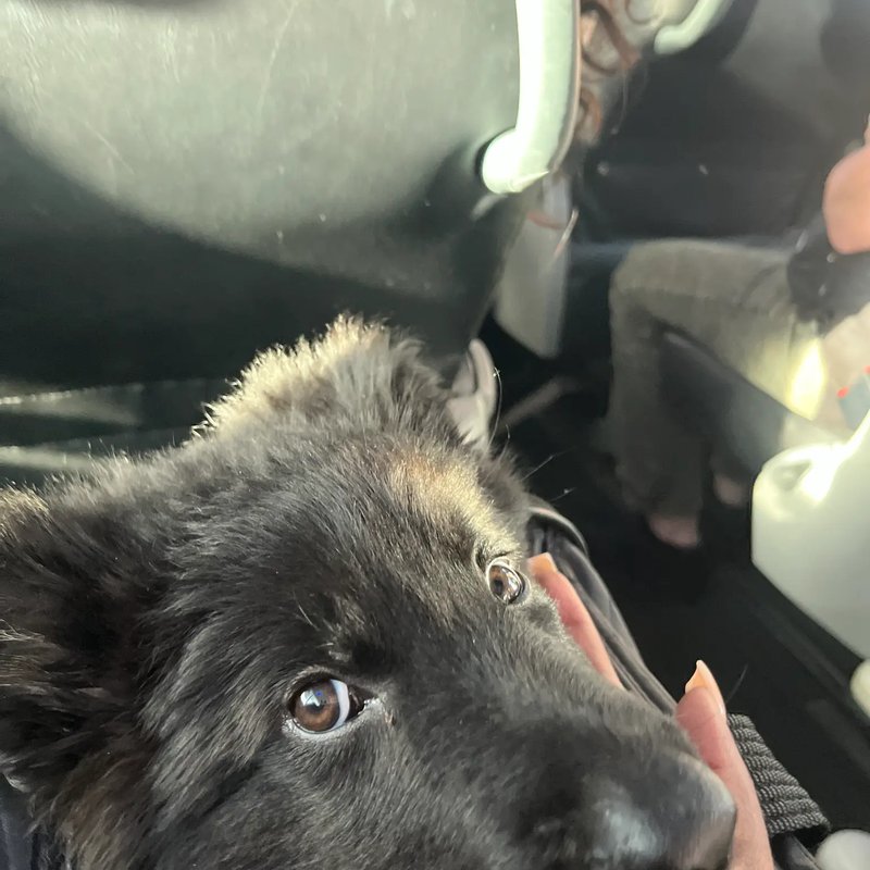 Professional pet handling