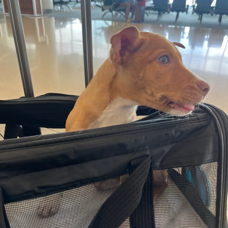 Comfortable journey for pets