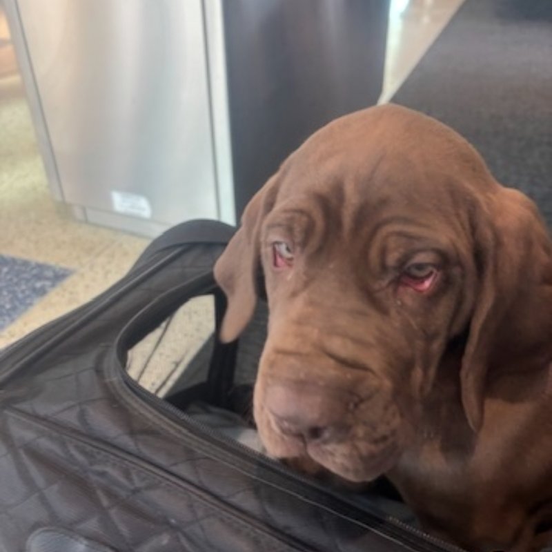 Pet receiving love and care from transport driver during break