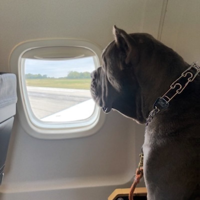Hydrated and happy puppy taking a water break during ground transport