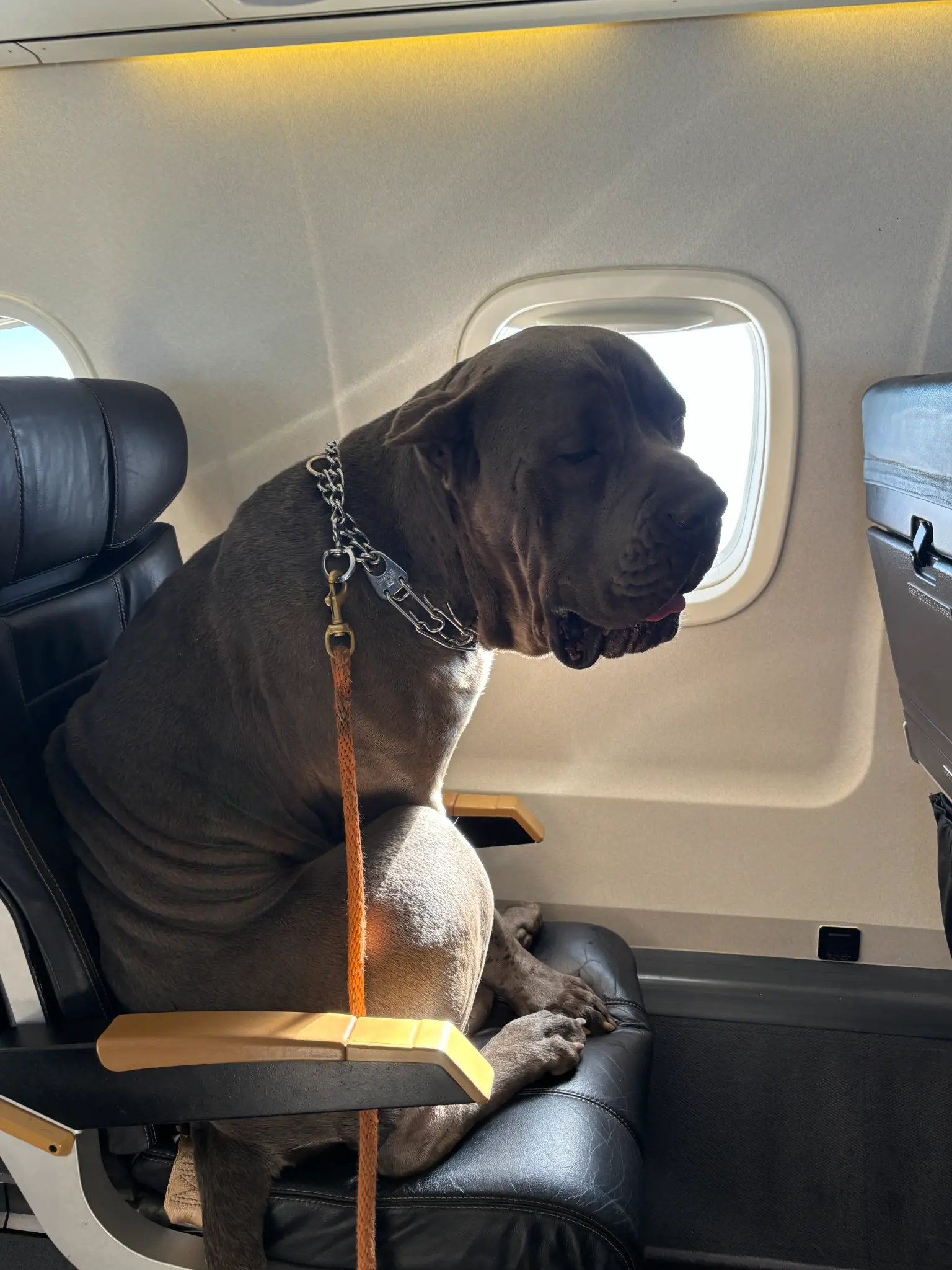 Large dog in airplane seat