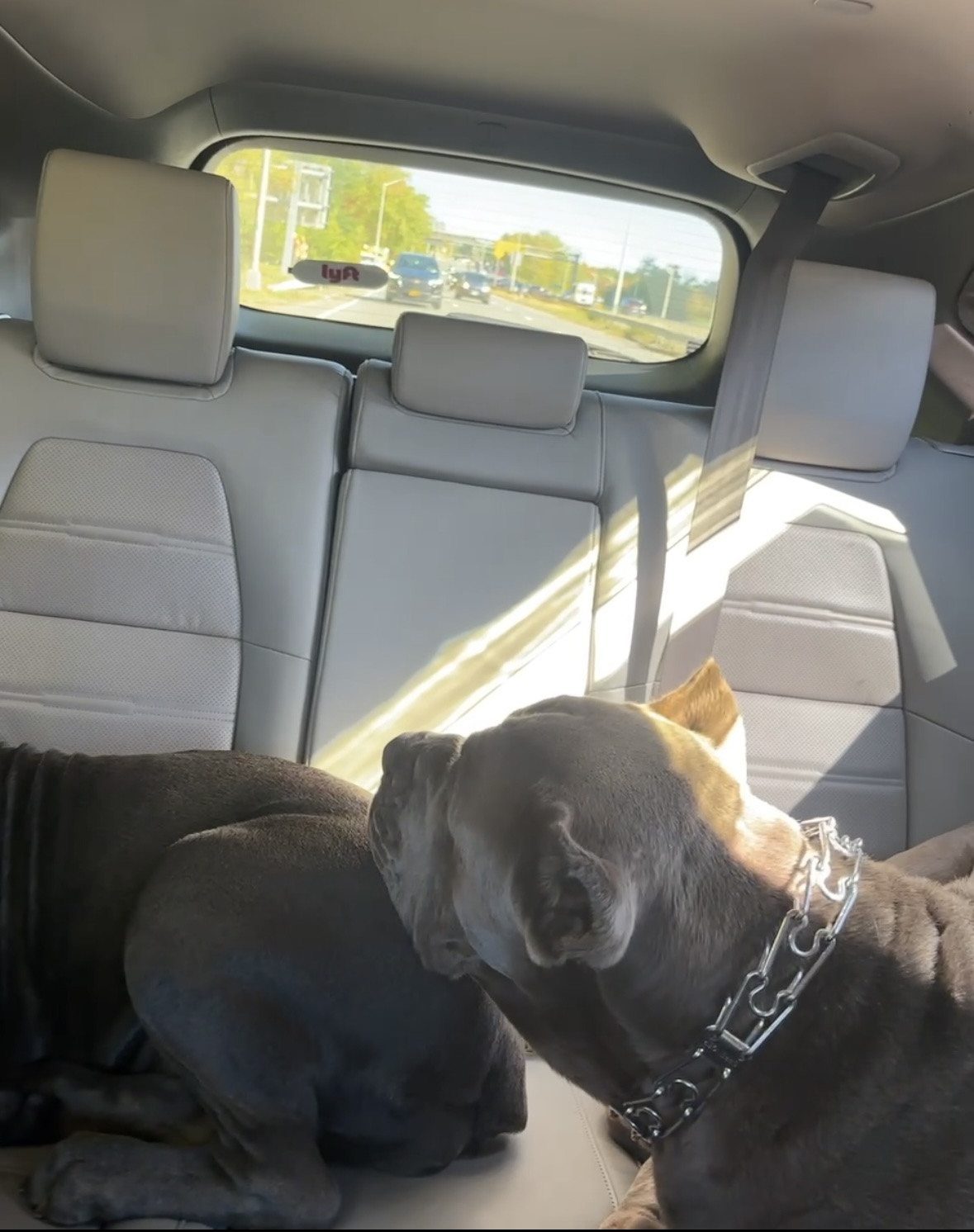 Two dogs in car backseat