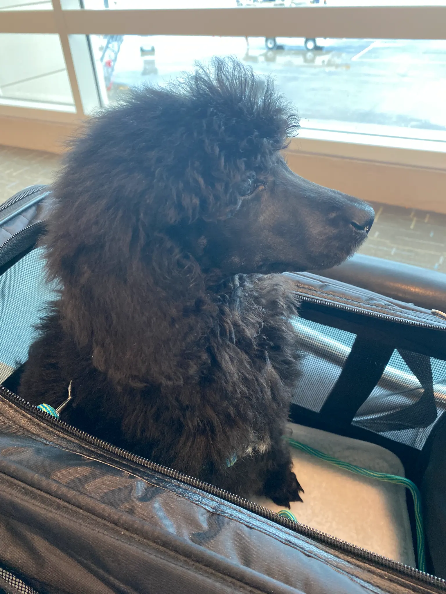 Dog ready for flight