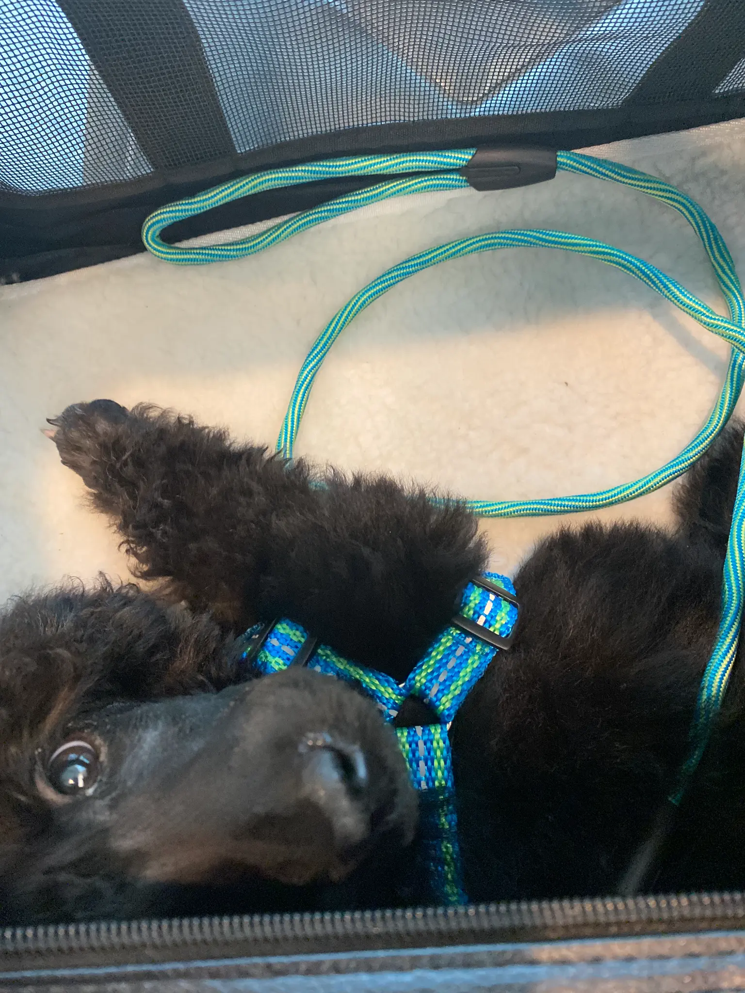 Playful puppy in carrier